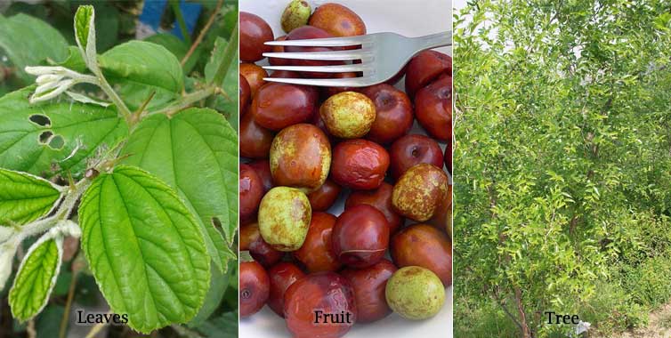 Jujuba Leaves Fruit Trees