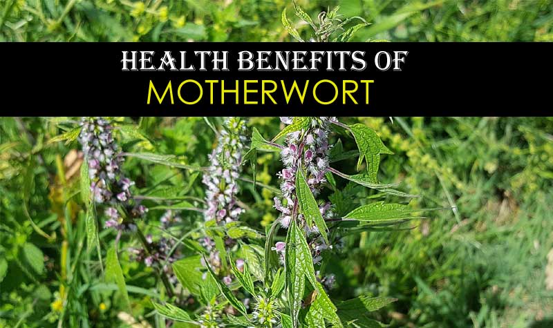 Motherwort Health Benefits