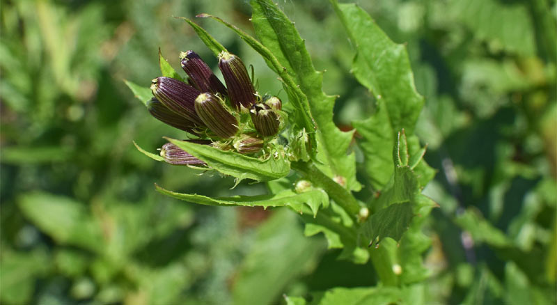 Wild Lettuce Flower Stem