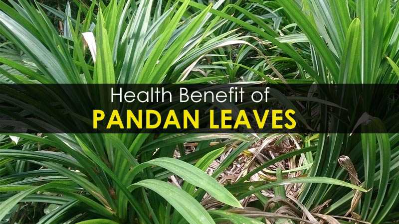 pandan leaves benefits