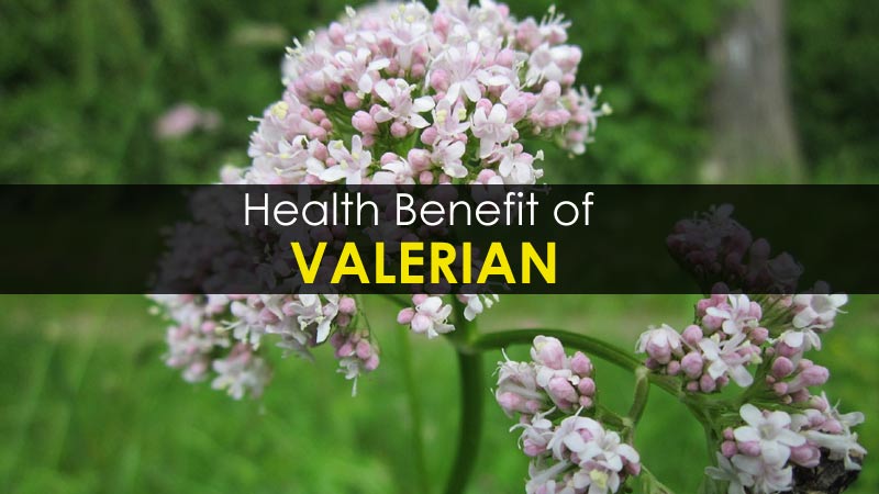 valerian herb health benefits