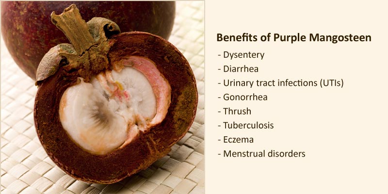 Benefits Purple Mangosteen