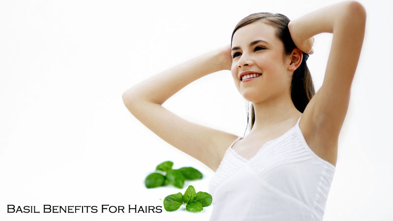 Basil Benefits Hair