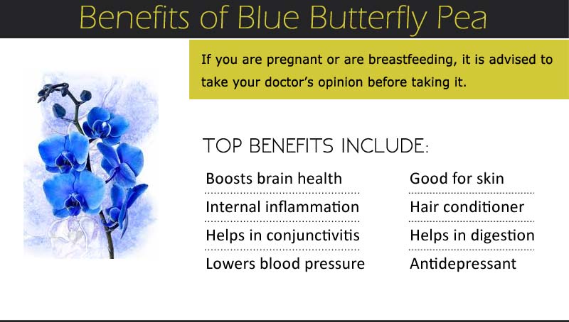 Blue Butterfly Pea Benefits