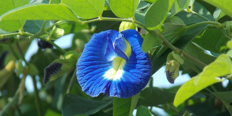 Blue Butterfly Pea