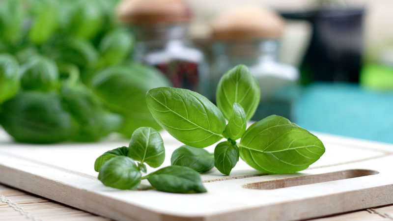 holy basil leaves