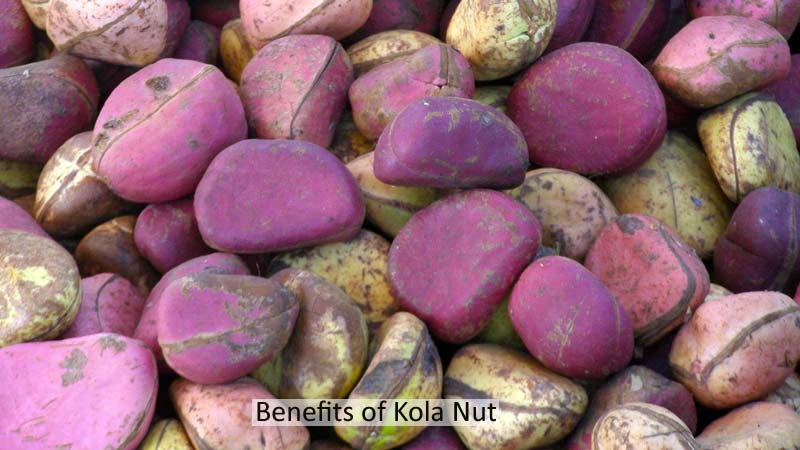 kola nut benefits