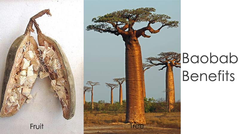 Baobab Benefits