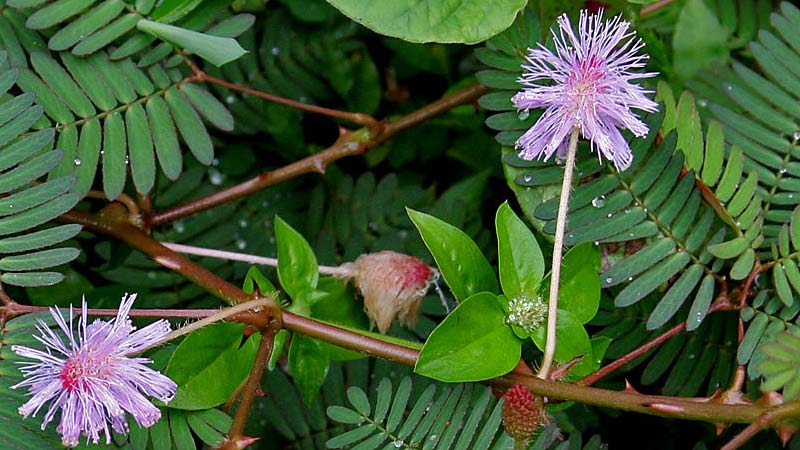 Mimosa Pudica Benefits