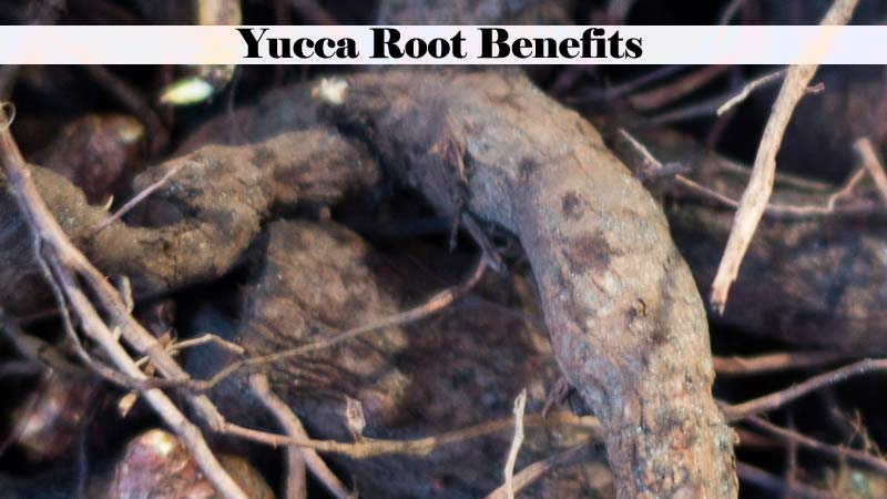Yucca Root Benefits