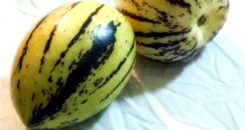 Pepino Melon Benefits