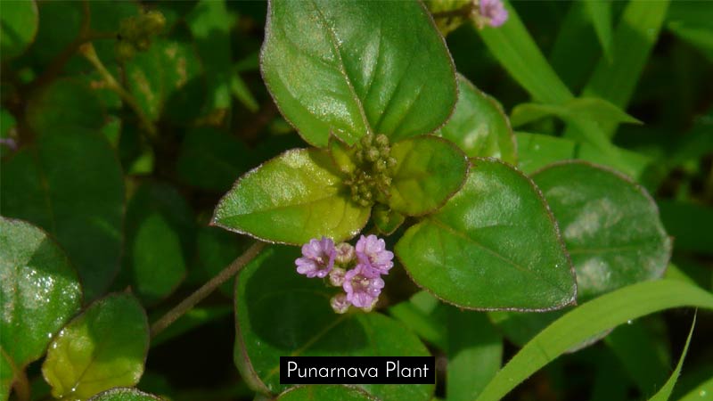 Punarnava Plant Flower Leaves