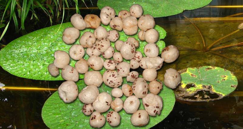 makhana foxnut Euryale ferox