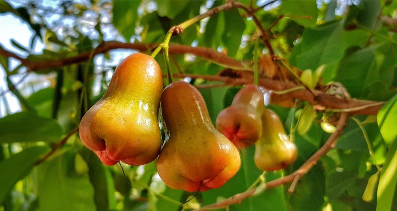 rose apple fruit