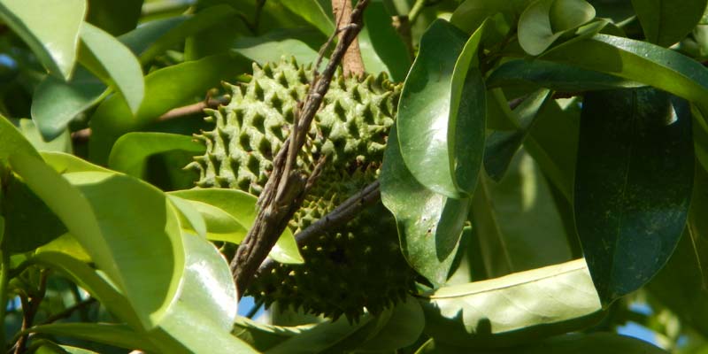 Guyabano Leaves Fruit