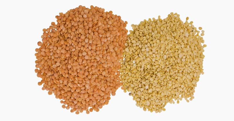 Lentil Allergy