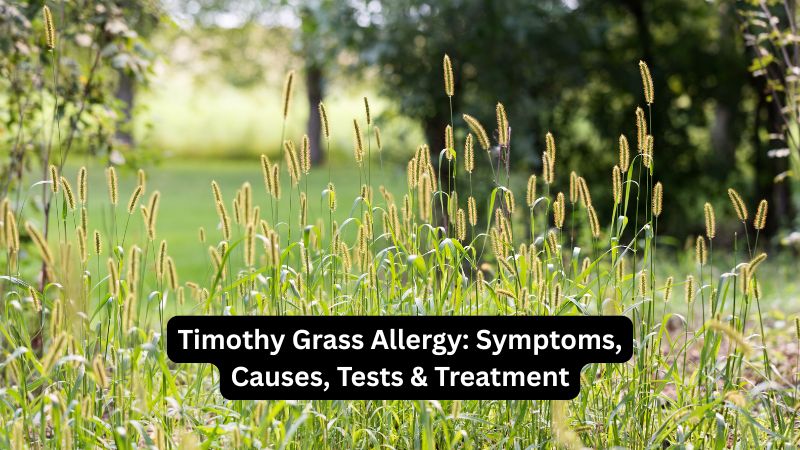 Timothy Grass Allergy