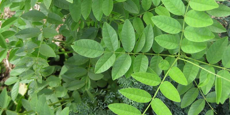 Liquorice Plant