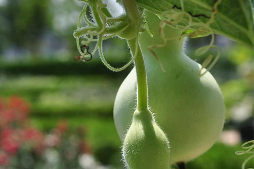 Calabash Fruit