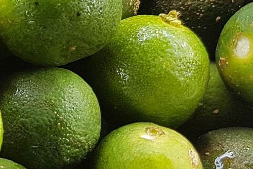 Calamansi Fruit