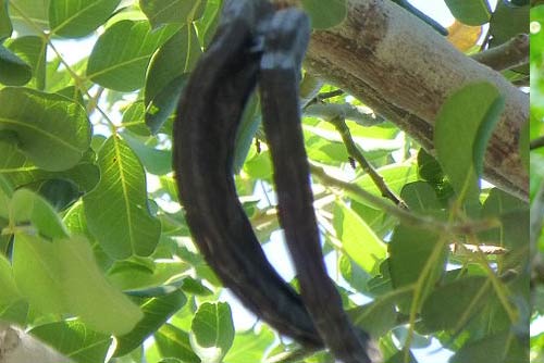 Carob Fruit