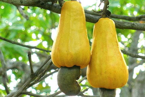 Cashew Apple Fruit