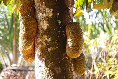 Cempedak Fruit