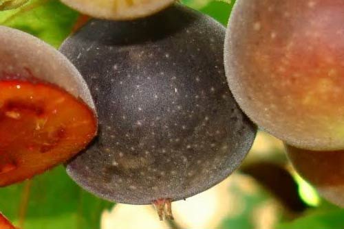 Ceylon Gooseberry