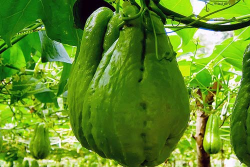 Chayote Fruit