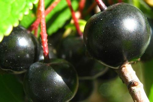 Chokeberry Fruit