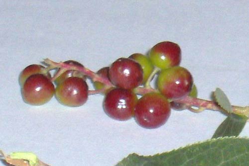 Chokecherry Fruit