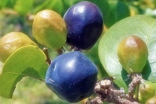 CocoPlum Fruit