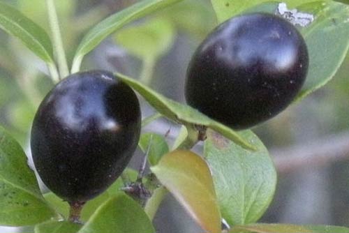 Conkerberry Fruit