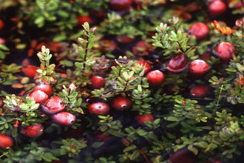 Cranberry Fruit