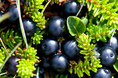 Crowberry Fruit