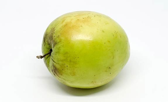 Indian Plum Fruit
