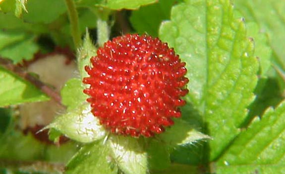 Indian Strawberry