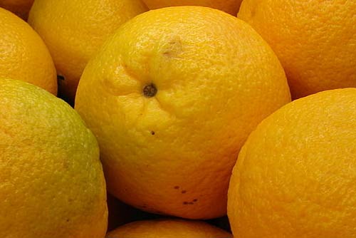 Valencia Orange