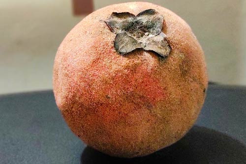 Velvet Apple Fruit