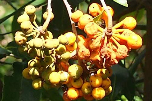 Zig Zag Vine Fruit
