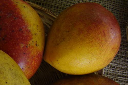 Zill Mango