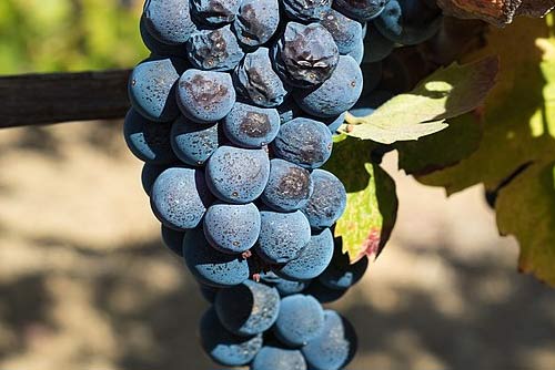 Zinfandel Grapes