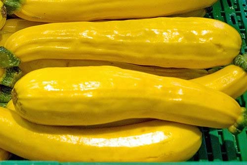 Zucchini Fruit