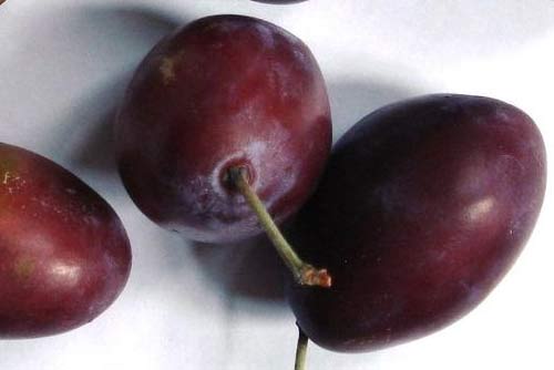 Zwetschge Plum