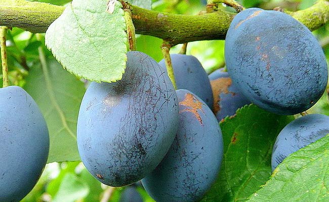 Damson Fruit