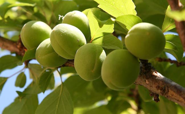 Darling Plum Fruit