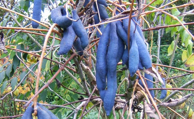 Decaisnea Fruit