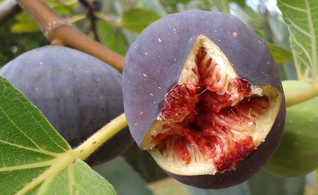 Desert King Fig Fruit