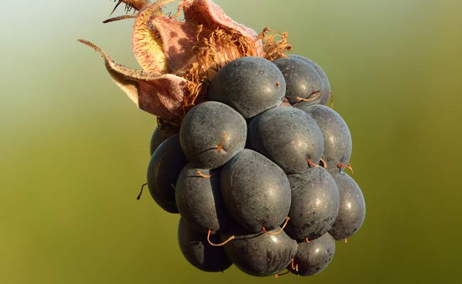 Dewberry Fruit