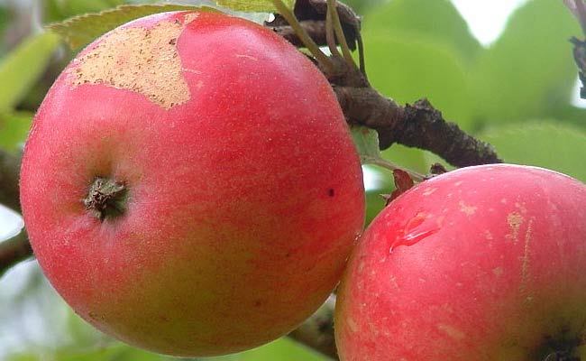 Discovery Apple Fruit